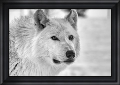 Framed Wolf B&amp;W 5014 Print