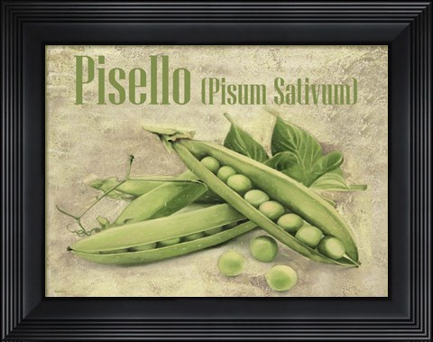 Framed Pisello Pisum Sativum Print