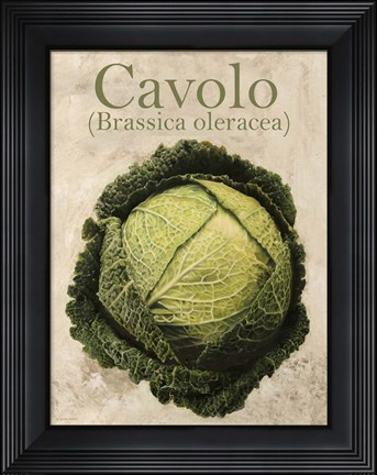 Framed Brassica Oleracea Print