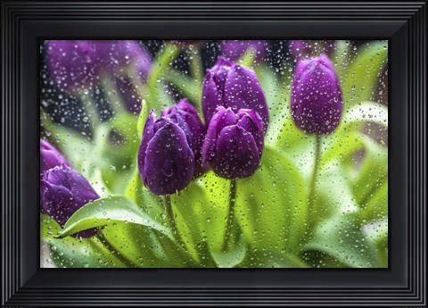 Framed Purple Tulips in Rain Print