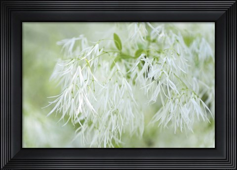 Framed White Fringetree Print
