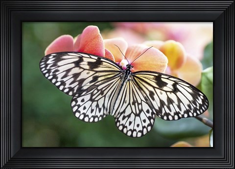 Framed Paper Kite Tropical Butterfly 1 Print