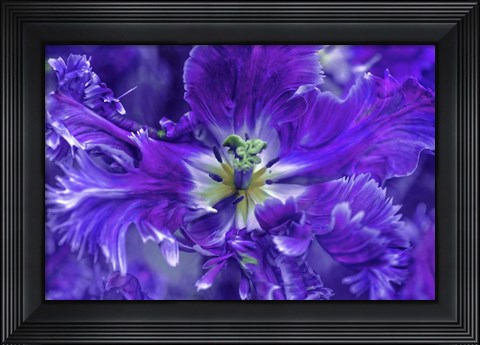 Framed Purple Mysterious Parrot Tulip Print