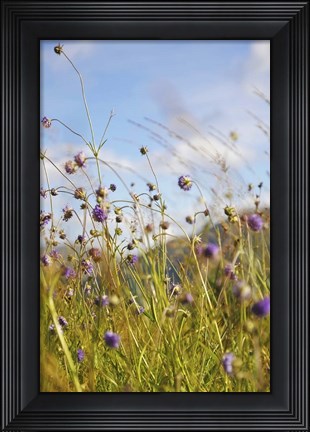 Framed Sunny Bliss Print