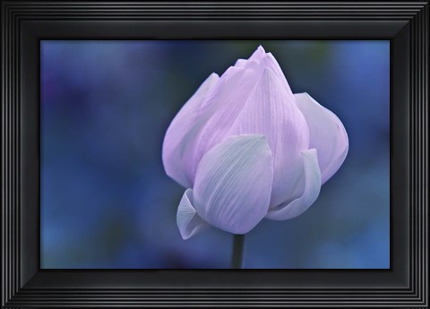 Framed Tender Morning with Lotus Print