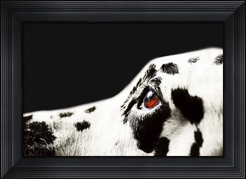 Framed Amber Eye of Dalmatian Dog Print