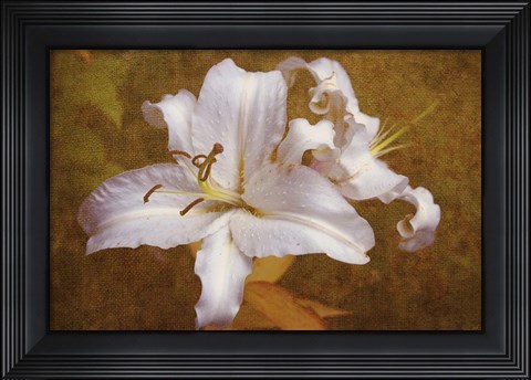 Framed White Llilies Print