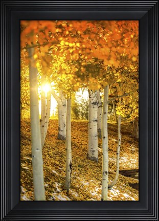 Framed Aspen Glow Print