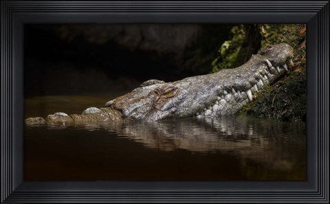 Framed Crocodile Smile Print