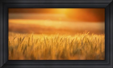 Framed Golden Wheat Print
