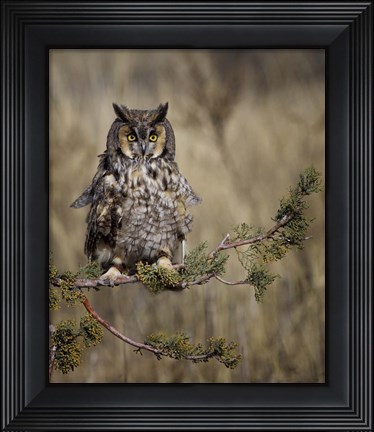 Framed Hanging Out Print