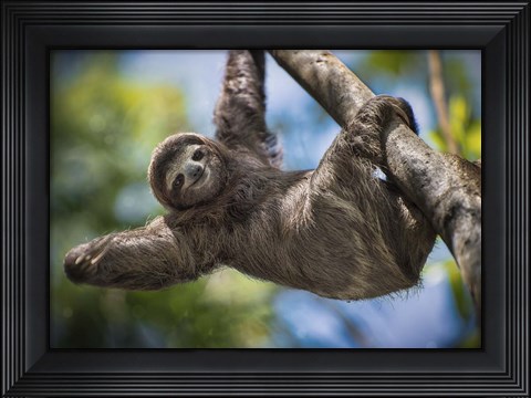 Framed Just Hanging Around Print