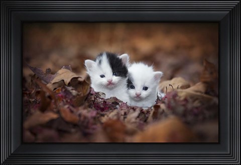 Framed Kitten Twins Print