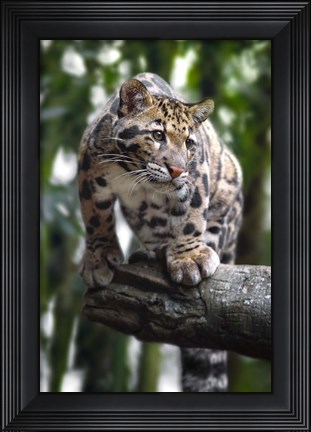 Framed Leopard Stare Print