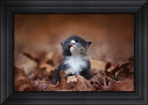 Framed Looking For An Answer Print