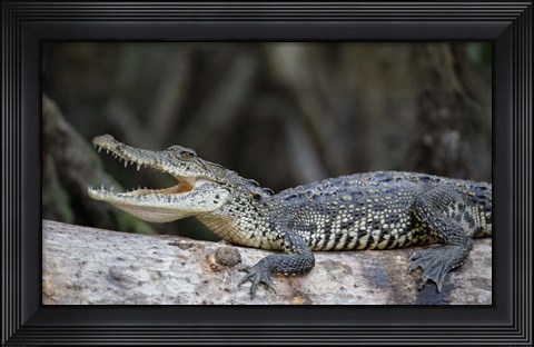 Framed Ready To Snap Print