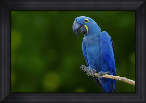 Framed Standing Alone Print