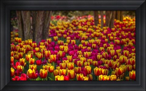 Framed Tulip Sea Print