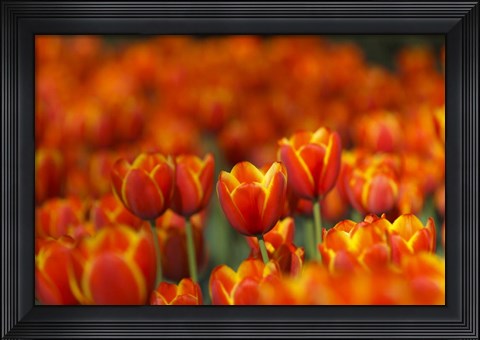 Framed Tulips Forever Print