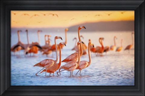 Framed Wading Flamingos Print