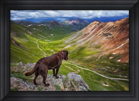 Framed Dog On An Adventure Print