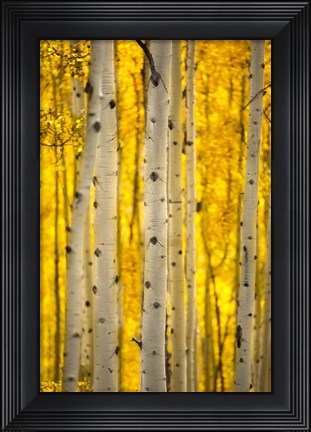 Framed Aspen Trees Print