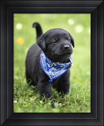 Framed Black Lab Pup 1 Print