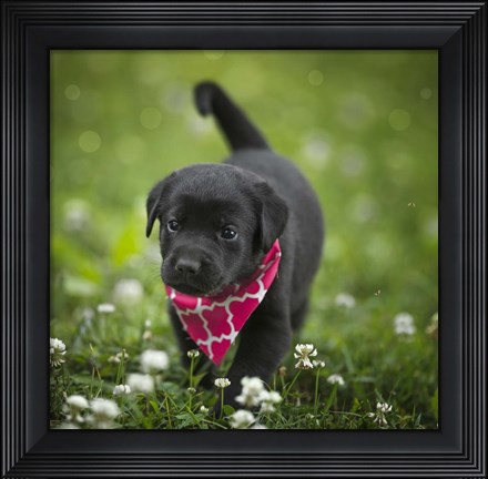 Framed Black Lab Pup 3 Print