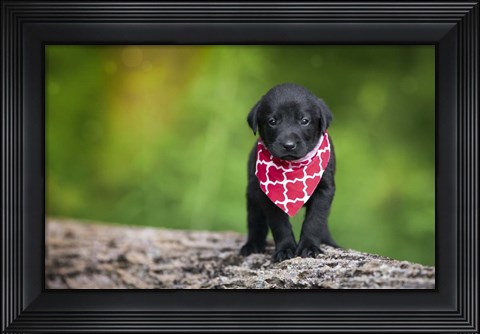 Framed Black Lab Pup 4 Print
