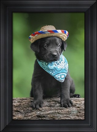 Framed Black Lab Pup 6 Print
