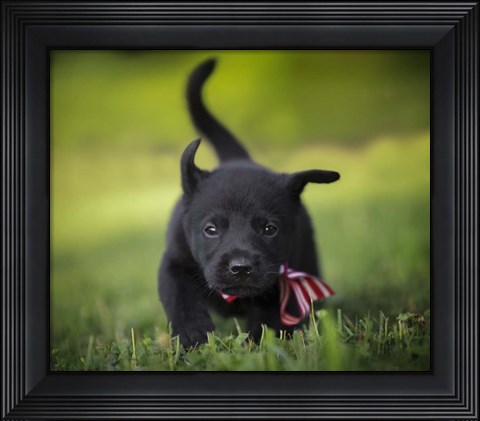 Framed Black Lab Pup 11 Print