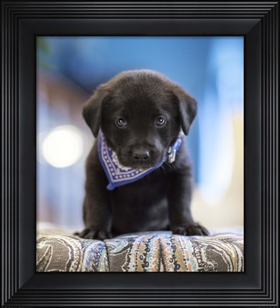 Framed Black Lab Pup 12 Print