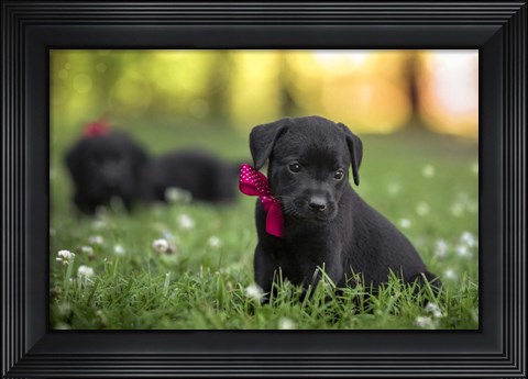 Framed Black Lab Pup 13 Print