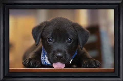 Framed Black Lab Pup 14 Print