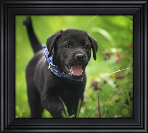 Framed Black Lab Pup 15 Print