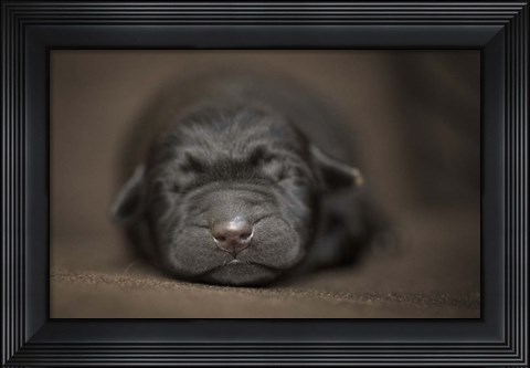 Framed Black Lab Pup Newborn Print