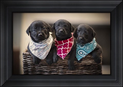 Framed Black Lab Pups 2 Print