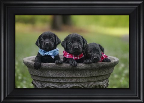 Framed Black Lab Pups 7 Print