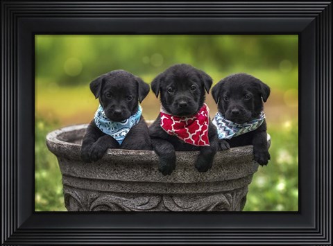 Framed Black Lab Pups 8 Print