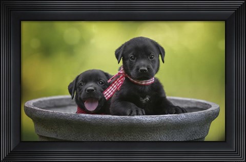 Framed Black Lab Pups 9 Print