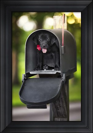 Framed Black Lab Special Delivery Print