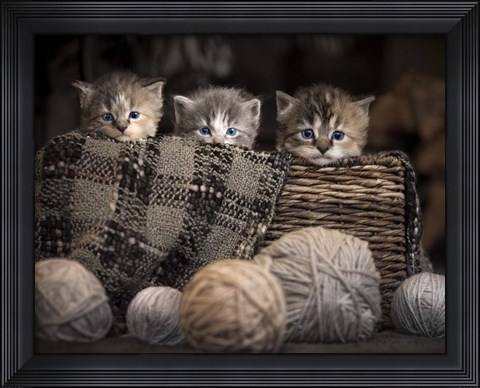 Framed Kittens In A Basket Print