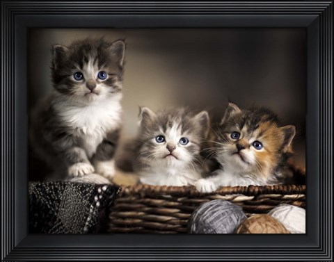 Framed Three Kittens Print
