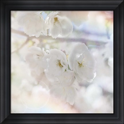 Framed Apple Blossoms 01 Print