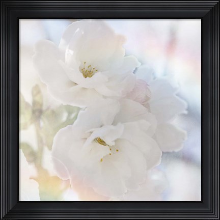 Framed Apple Blossoms 02 Print