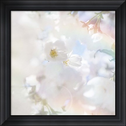 Framed Apple Blossoms 03 Print
