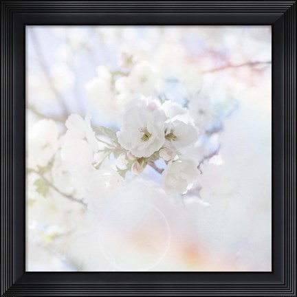 Framed Apple Blossoms 04 Print