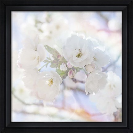 Framed Apple Blossoms 05 Print