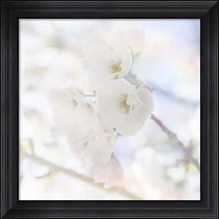 Framed Apple Blossoms 06 Print