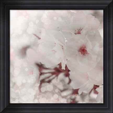 Framed Pinky Blossom 2 Print